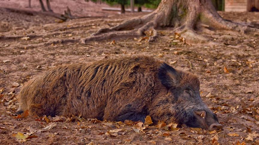 wild-boar-3635108_1920