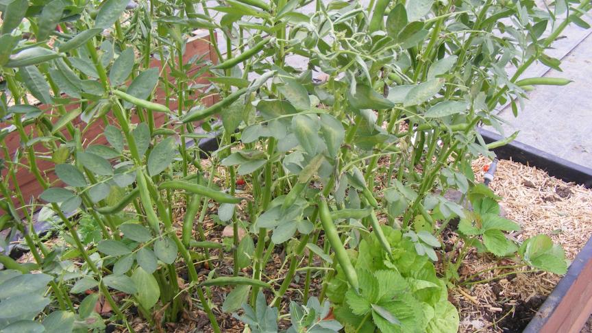 Les plantes de taille élevée sont tuteurées pour éviter qu'elles ne se couchent sous l'effet du vent et ne recouvrent les plantes voisines.