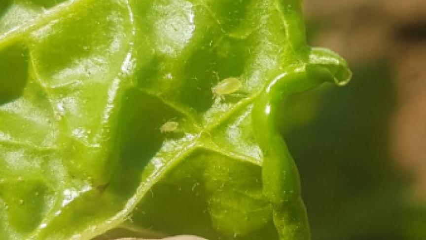 Les pucerons verts sont observés partout en Belgique. L’Irbab invite à la vigilance!
