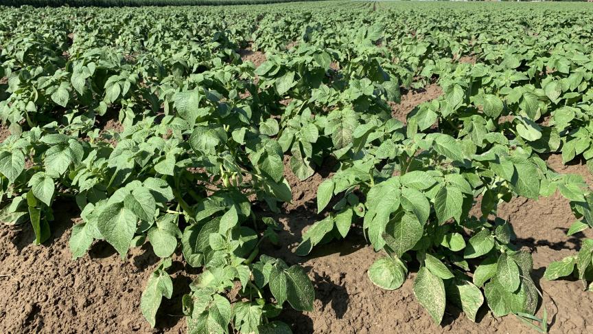 Les pommes de terre ont été plantées plus tôt que d’habitude, mais la froidure du début de saison a réduit à néant l’avantage attendu.
