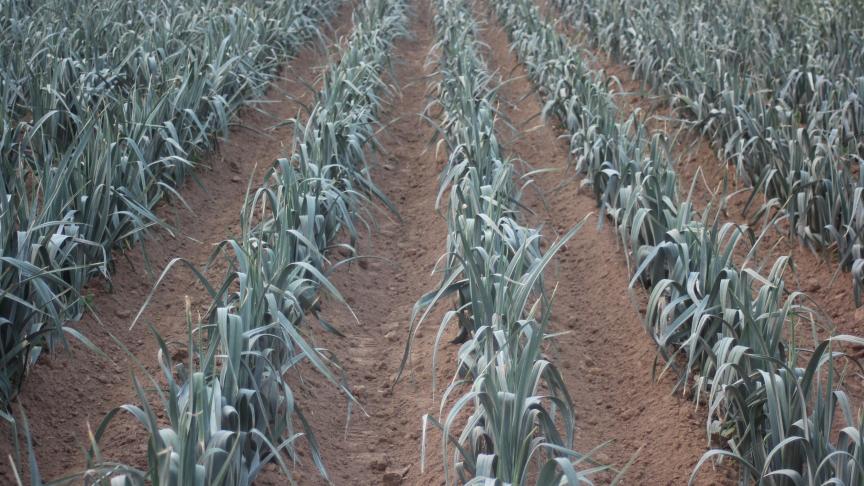 Les semis de début avril permettent la production des plants pour une production finale en fin d'automne et hiver.