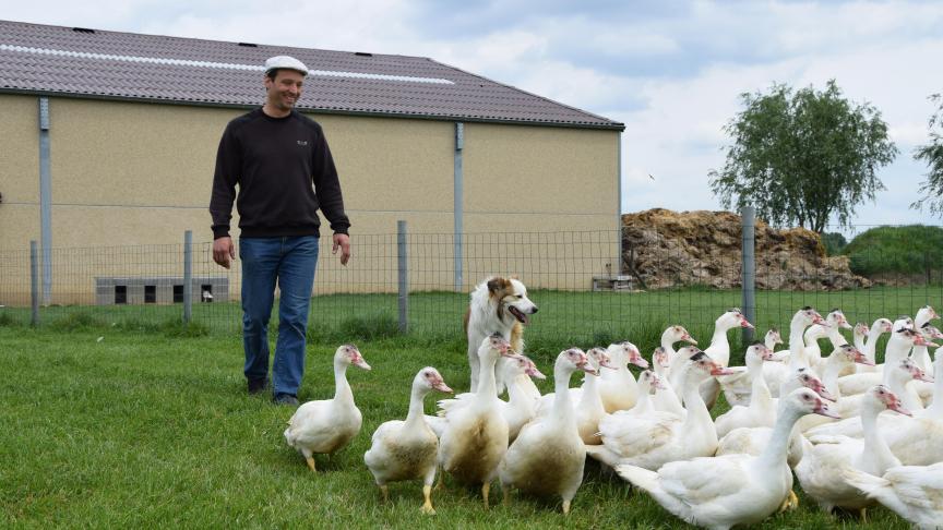 Durant leur période d'élevage de 4 mois les canards profitent de grands parcours herbeux.