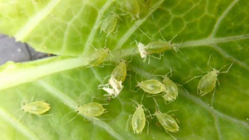 Attention aux pucerons verts! Les plantes doivent être protégées jusqu’à la fermeture des lignes.
