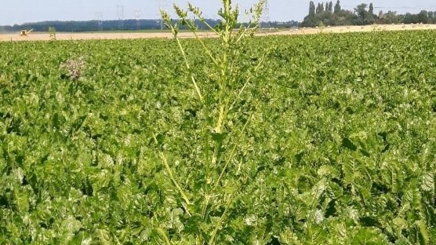 Les premières betteraves montées et «mauvaises herbes » sont apparues dans les champs. Il convient de les éliminer avant la floraison afin d’éviter toutes production de graines!