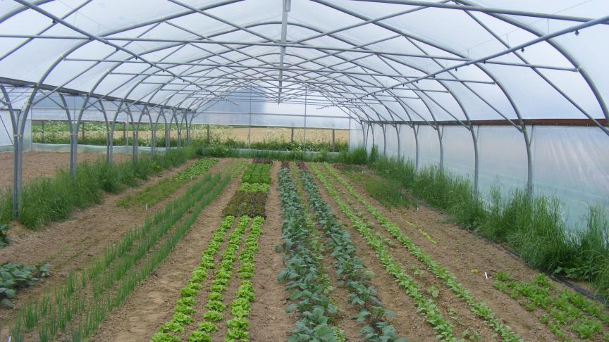 En serres maraîchères, les asperseurs placés sur les rampes suspendues doivent bien recouper leurs zones d'arrosage pour limiter l'hétérogénité des apports.