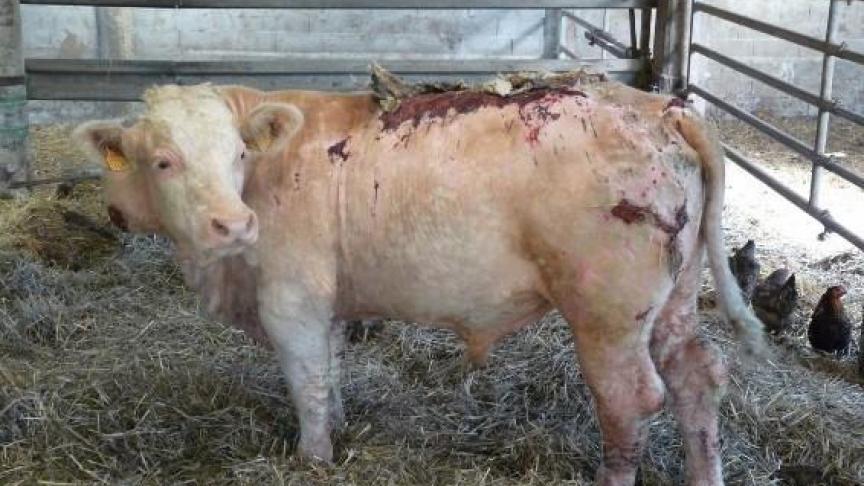 Le parasite,  Besnoitia besnoiti , appartient au groupe des  « protozoaires » produisant des kystes. La seule transmission  actuellement validée de ce parasite est de nature vectorielle mécanique passive, de bovin à bovin, sans hôte  intermédiaire.