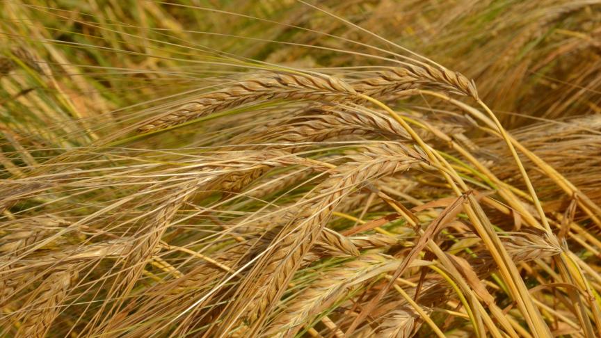 L’analyse de la teneur en protéines avant récolte permet d’améliorer la constitution de lots après moisson.