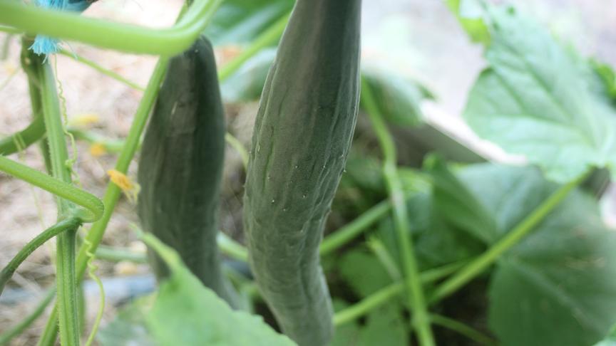La récolte avance à raison de 2 à 3 passages par semaine pour éviter le grossissement excessif des fruits et le freinage de la production.
