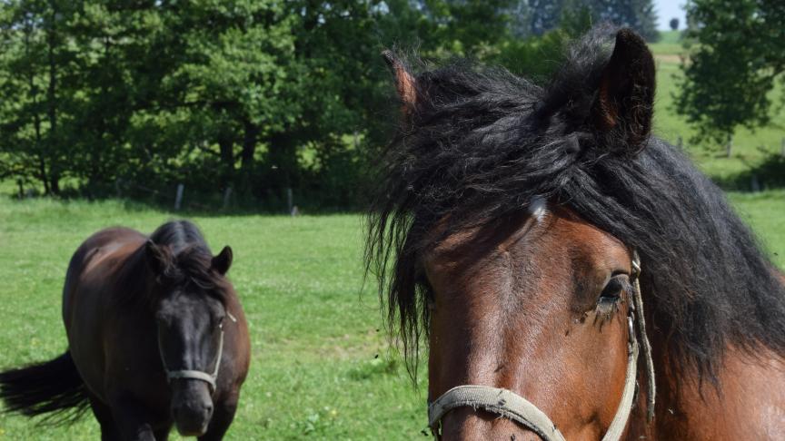 Le trait ardennais, une autre star de la ferme fortement appréciée des enfants.
