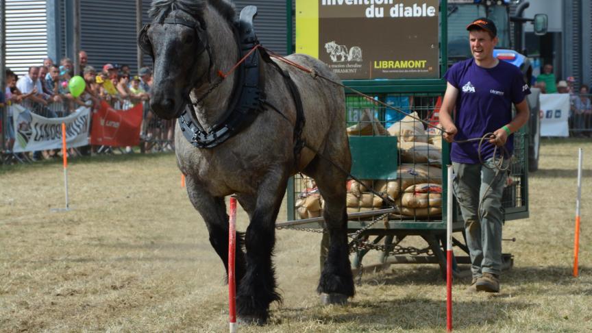 La traction chevaline sera une nouvelle fois l’une des «attractions» majeures de la foire, au cours de la 4
e
journée in situ.