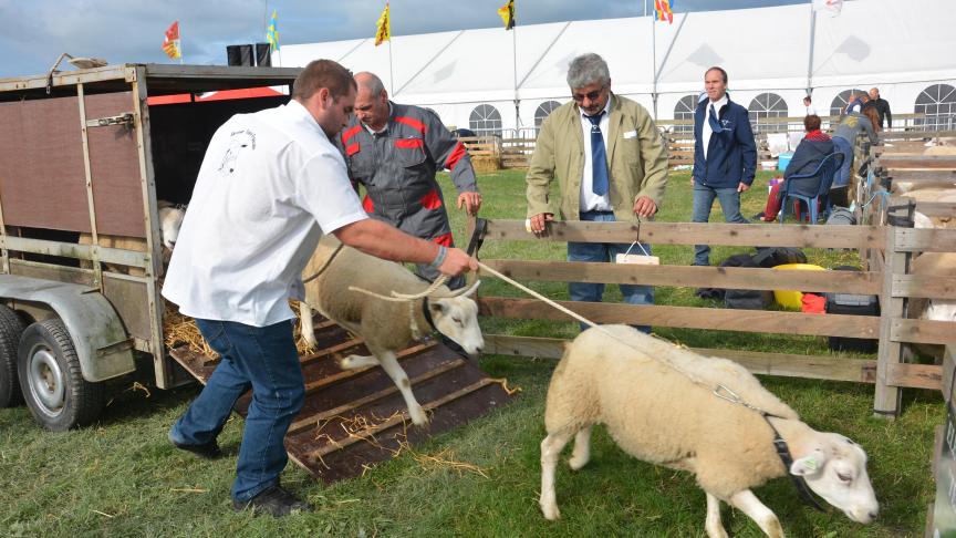 C’est le samedi 27 juillet que les amateurs des races ovines se retrouveront pour les traditionnels concours.