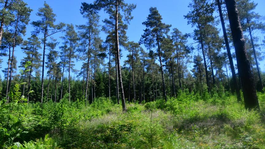 Une enquête menée auprès d’un large échantillon d’habitants de la Fédération Wallonie-Bruxelles révèle un profond décalage dans la perception des rôles de la forêt et du matériau bois. La fonction récréative est largement plébiscitée, tandis que le prélèvement du bois à des fins industrielles et commerciales est considéré négativement par nombre de répondants.
