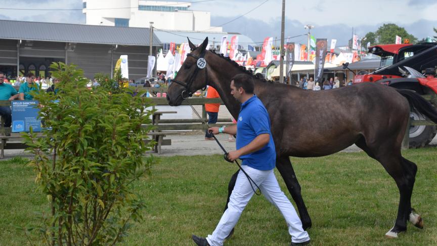 Le Summer breeding show, soit le grand concours d’élevage pour poneys et chevaux de sport, se déroulera du 26 au 28 juillet près du rond d’Havrincourt.