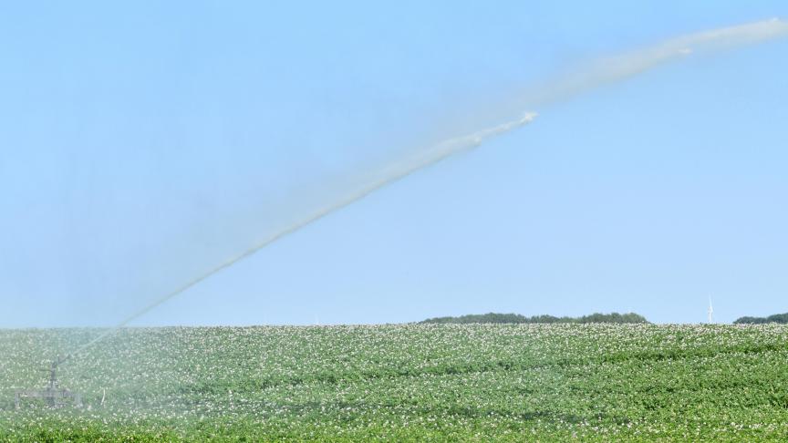 De bonnes pluies sont attendues impatiemment dans le nord-ouest de l’Europe. Dans notre pays, l'irrigation des pommes de terre ne représente que 3 à 4 % de la superficie.