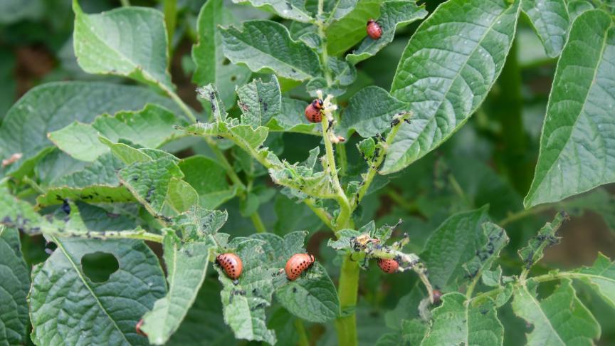 La lutte contre les doryphores est complexe, cette saison. car il y a des champs «sans» doryphores, des champs « avec » et beaucoup d’autres entre les deux, poursuit la Fiwap