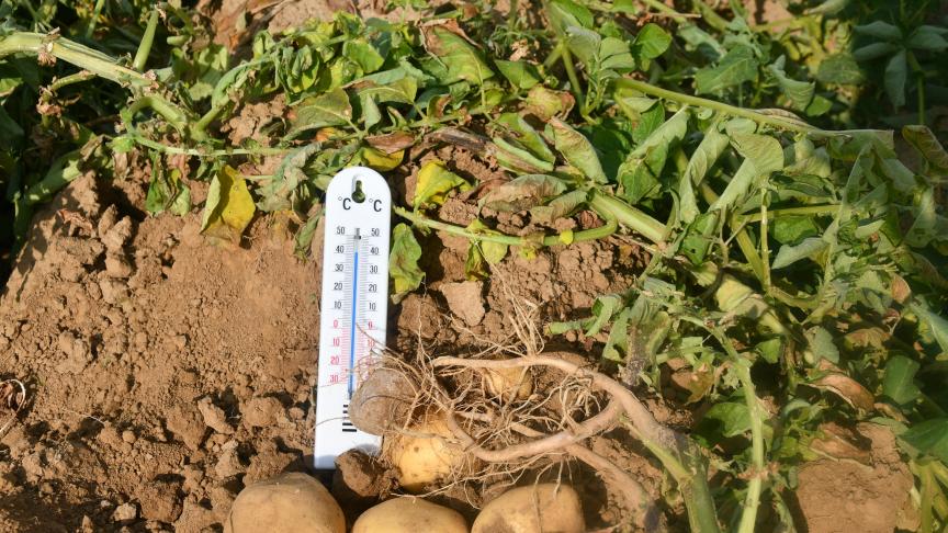 Sécheresse et canicule ont indiscutablement pénalisé la croissance des plantes et pesé sur les rendements.