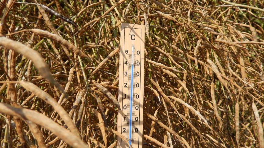 La saison culturale qui vient de prendre fin a été loin d’être un long fleuve tranquille pour les producteurs de colza. Une nouvelle saison commence, que l’on espère bien plus heureuse!