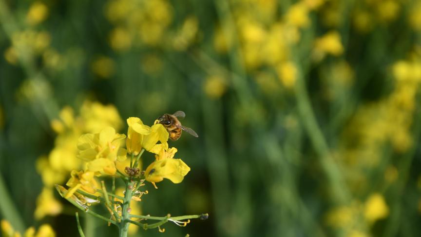 Des pollinisateurs pendant la floraison. Un duo gagnant entre producteurs de miel et de colza.