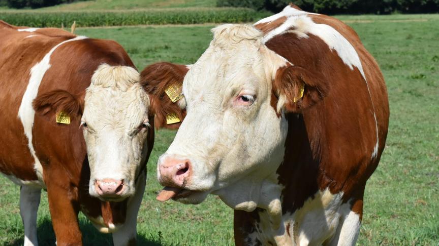cows-4411155_1920