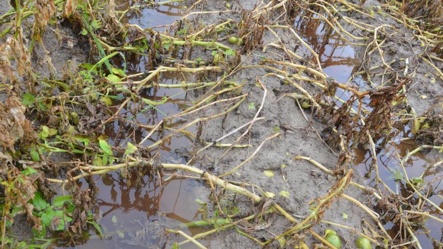 La Fiwap recommande de marquer distinctement les zones où l’eau a stagné après les fortes pluies survenues localement il y a quelques jours.