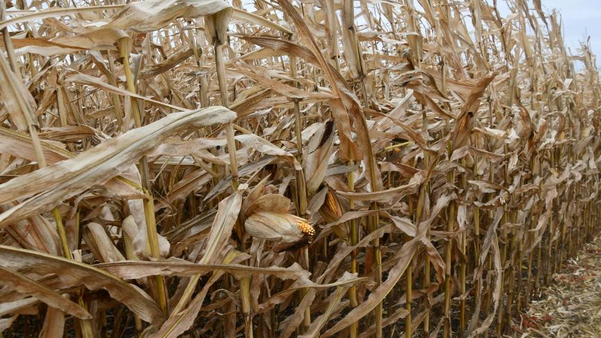 Depuis le 1
er
juillet, le niveau des importations européennes de maïs est élevé notamment à destination du Benelux et de l’Espagne.