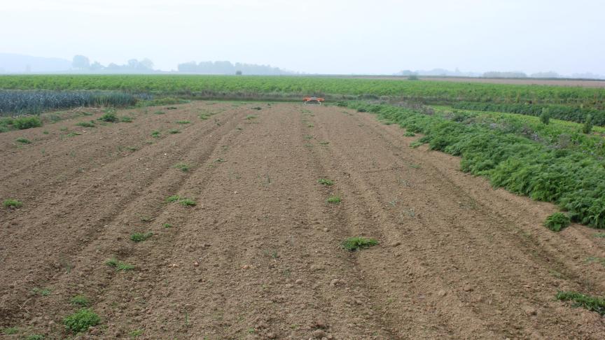 Dès qu'un espace est nu durant 6 semaines, en fin d'été ou en début d'automne, n'hésitons pas à y semer une culture intercalaire.