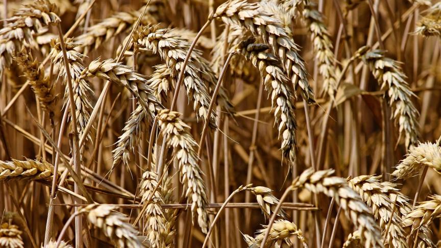 wheat-3524861_1920 (1)