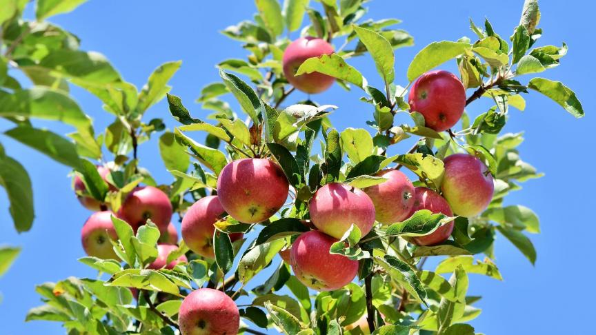 apple-3535566_1920