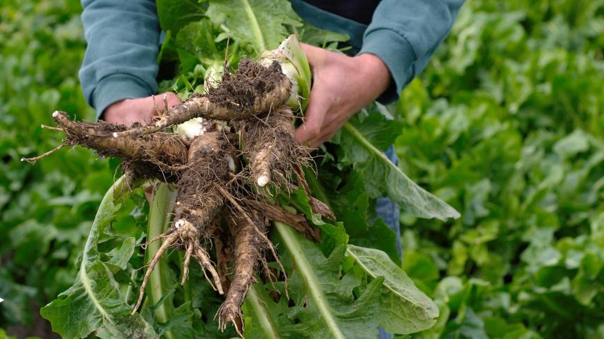 chicory-2945438_1920