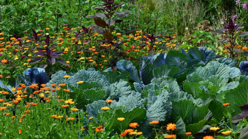 3880-potager