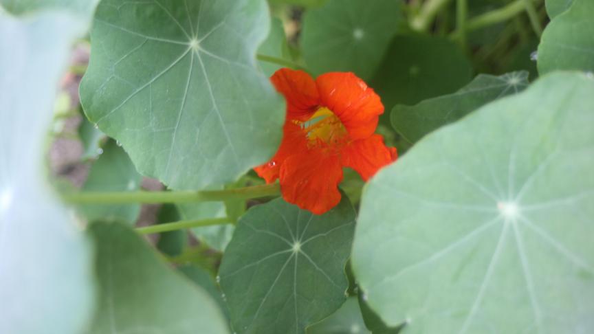La fleur de capucine est très jolie sur la plante et décore magnifiquement les plats.