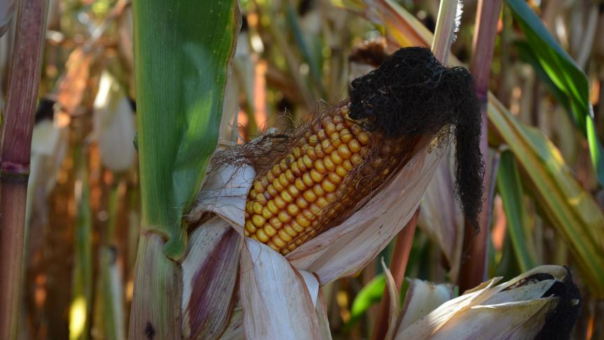 Dans les meilleures régions de Wallonie, le taux de matière sèche a augmenté de 2 à 3
% depuis la semaine dernière.