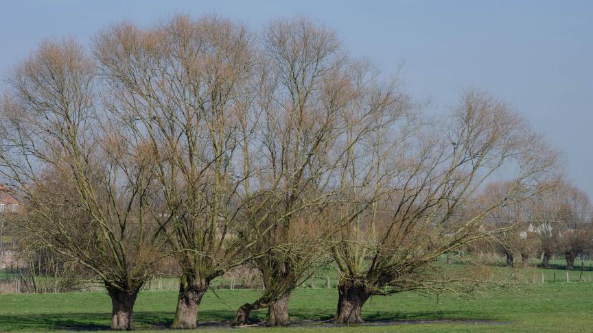 Pour chaque saule têtard taillé, le Parc naturel du Pays des Collines récupérera dix perches qui seront distribuées aux citoyens.