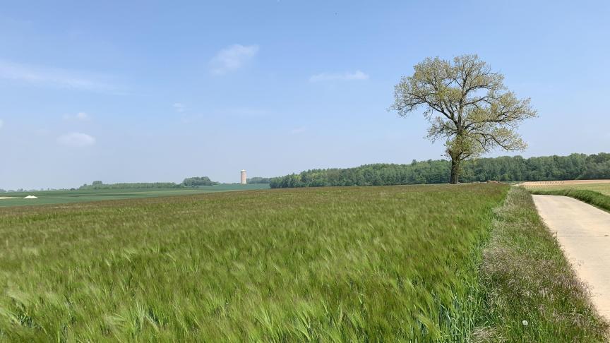 Lignées, hybrides, tolérance aux maladies virales... les orges d’hiver continuent de faire l’objet d’une sélection porteuse de progrès.