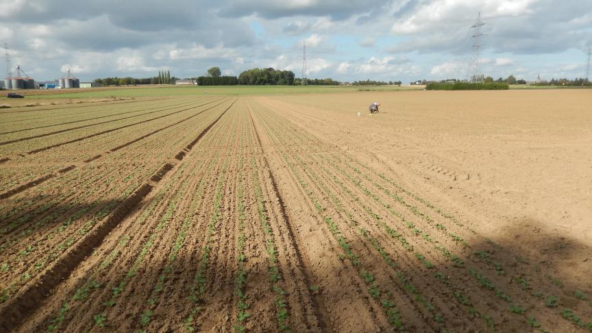 L’observation attentive et régulière des parcelles est vivement recommandée! Les spécialistes ont un oeil très averti!
