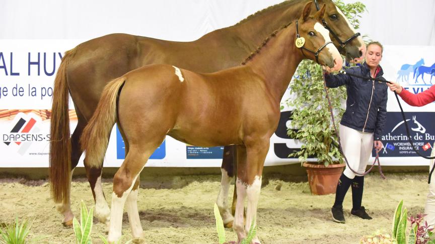 Lingot et sa mère Bogota du Houssoit, alors champion de Wallonie des poulains à Ghlin en 2017.