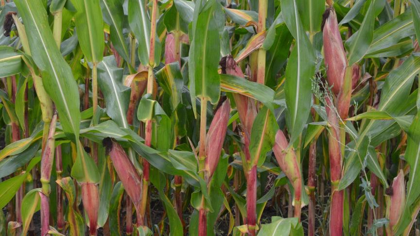 Pour le grain à sécher, pas de précipitation: réduisons les frais de séchage!