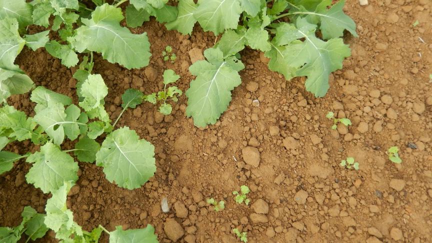Deuxième levée de colza et morsures d'altises et de limaces sur les plus petites plantes.