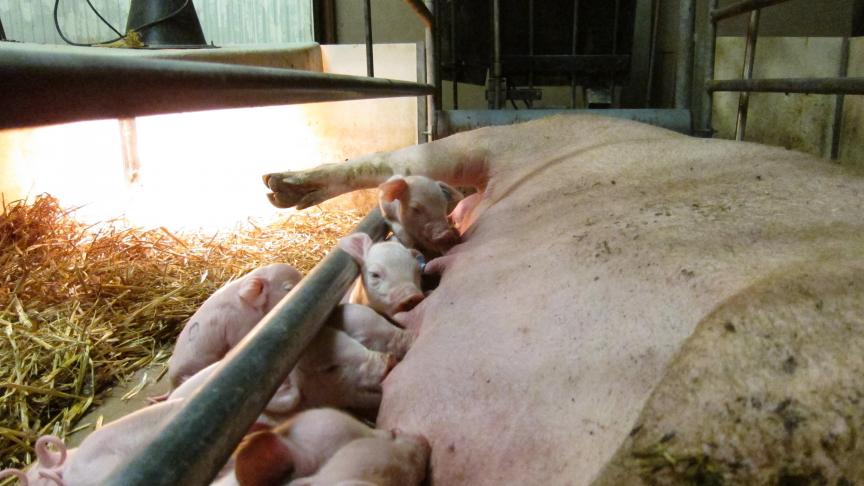 L’ajout de xylanase bactérienne dans la ration permettrait une libération supplémentaire d’énergie de la ration, ce qui a permis une meilleure production laitière.