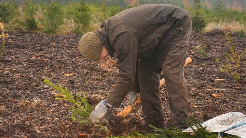 La prime s’élève à 750
€ par hectare reboisé, pour autant qu’au moins trois espèces soient installées.