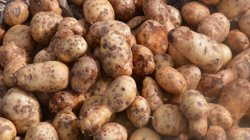 Avec une moyenne inférieure à 40 t/ha, la Bintje accuse le coup, même si le reboulage n’a finalement pas trop pénalisé la qualité.