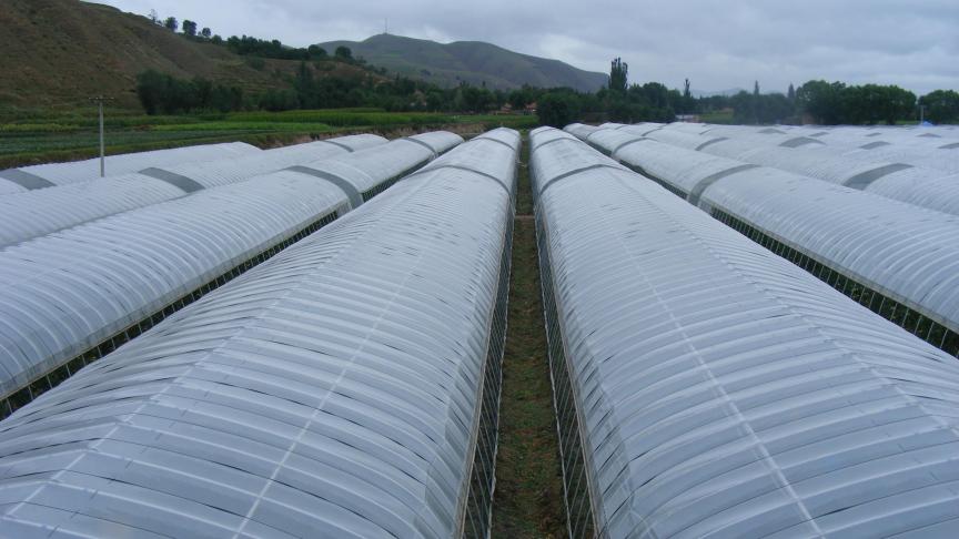 Quand la surface totale à installer sous serre est importante, il est intéressant d'envisager aussi le montage de serres multichapelles, lesquelles ouvrent d'autres perspectives de cultures.