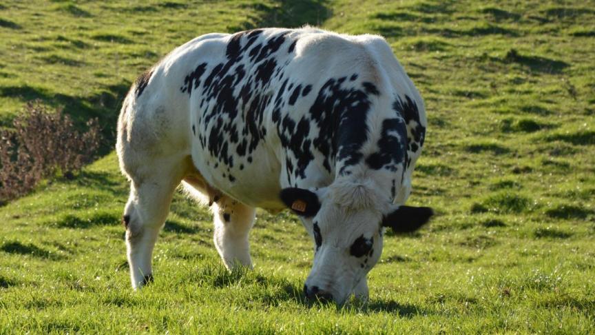 B9713548033Z.1_20171019090331_000+GS2A0GRSN.1-0