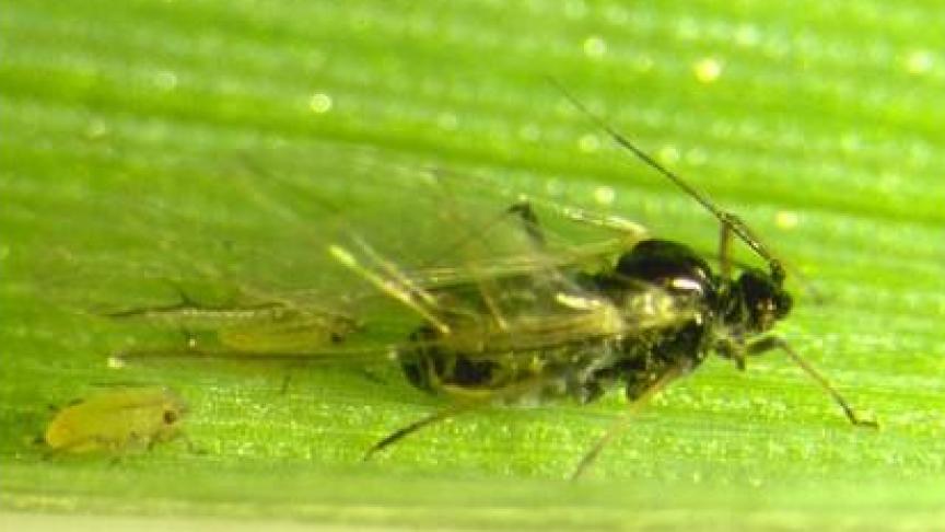 Pucerons ailés et larves aptères sur feuille d’escourgeon.