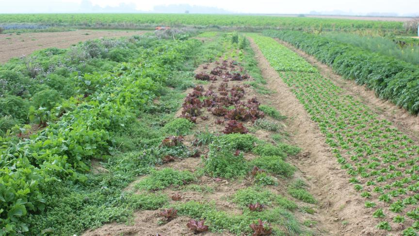 Le travail en bandes de cultures de largeur adaptée à l'empattement  du tracteur permet d'obtenir une structure de sol impeccable dans la zone cultivée. L'accès aux parcelles est facilité même après une  période pluvieuse.
