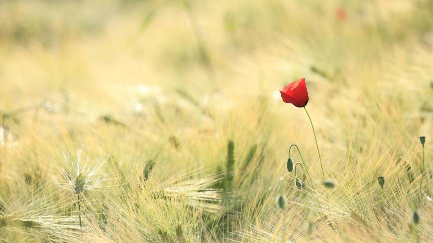 poppy-1144084_1920