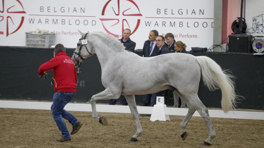 H-Ekwador est un excelent produit d’Heraldik XX.