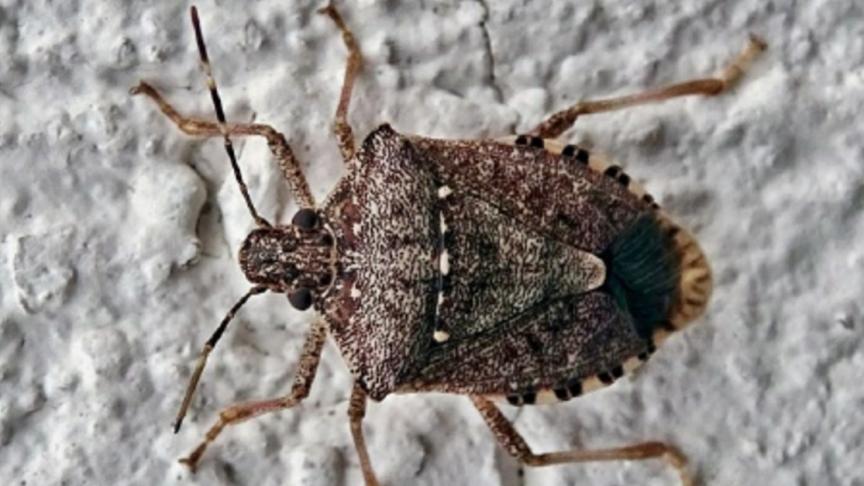 La punaise marbrée, Halyomorpha halys.