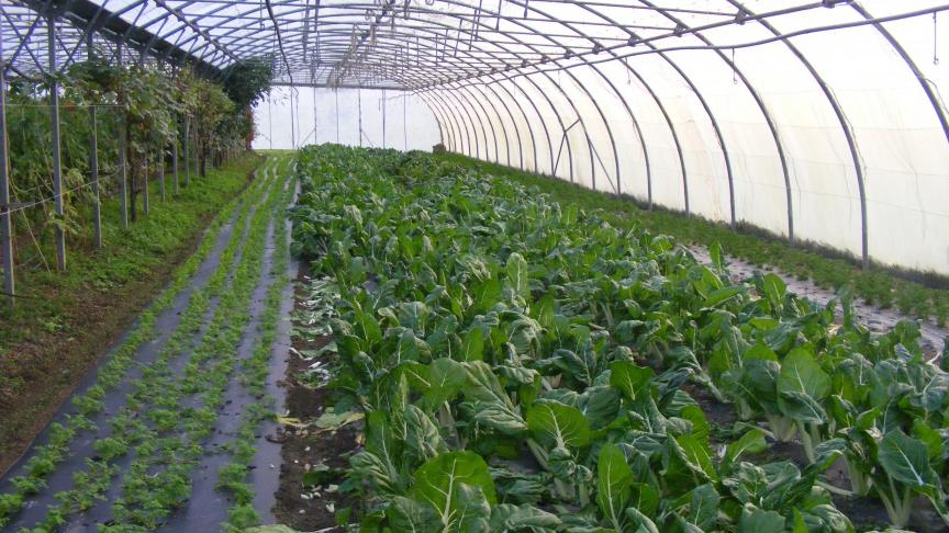 La maîtrise de la température et de l'humidité relative permet une meilleure valorisation de la serre maraîchère.