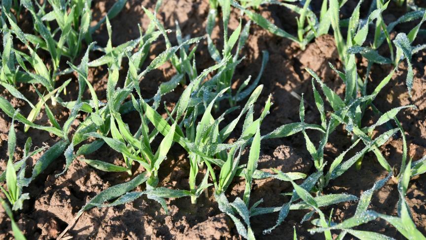 Il est utile de continuer d’inspecter les parcelles d’escourgeon et de froment afin d’estimer les pourcentages de plantes porteuses de pucerons... et agir en conséquence.